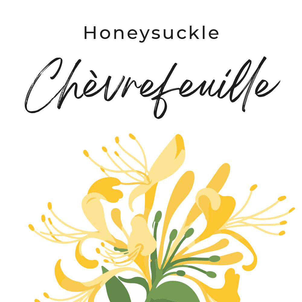 fragrance chevrefeuille