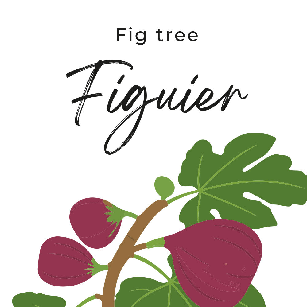fragrance figuier