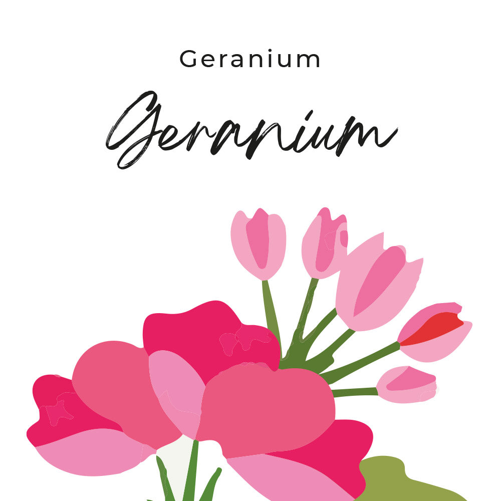 parfum geramium