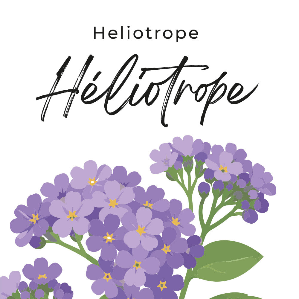 héliotrope héliotrope