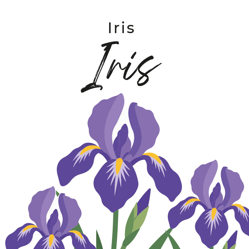 fragrance iris