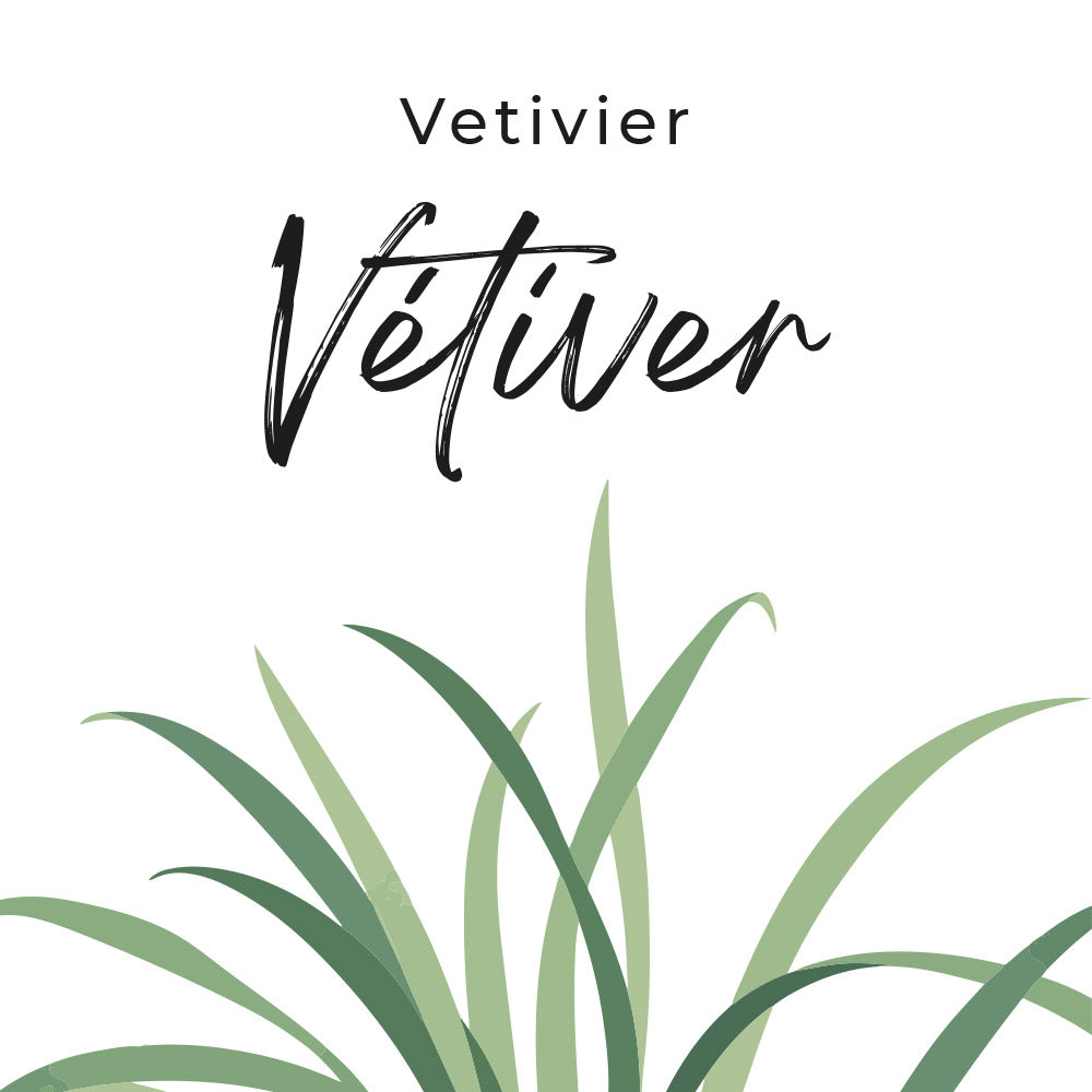 fragrance vétiver